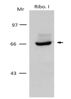 MilliporeSigma Rabbit anti-Ribophorin I/RPN-I, Polyclonal, 100&mu;L:Antibodies,